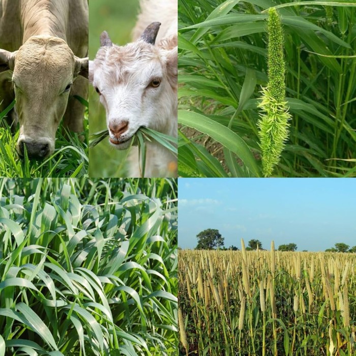 FODDER CROPS