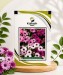 Osteospermum Ecklonis Mix - Image 1