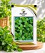 Mint - Image 1