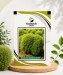 Kochia Burning Bush - Image 1