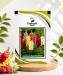 Antirrhinum Majus Mixed - Image 1