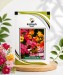 Nemesia Triumph Mix - Image 1